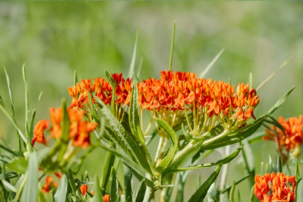 Asclepias tuberosa Butterfly Weed Starter Plants – 3 Healthy 1-Quart Pots