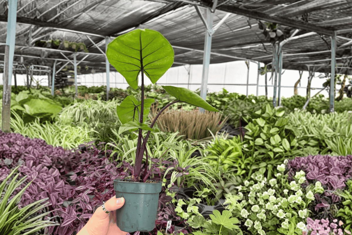 Alocasia Dark Star - 2 Exact Live Plants in 4-Inch Pots