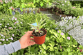 Variegated Crown of Thorns Euphorbia milii — 2 Live Plants in 4-Inch Pots