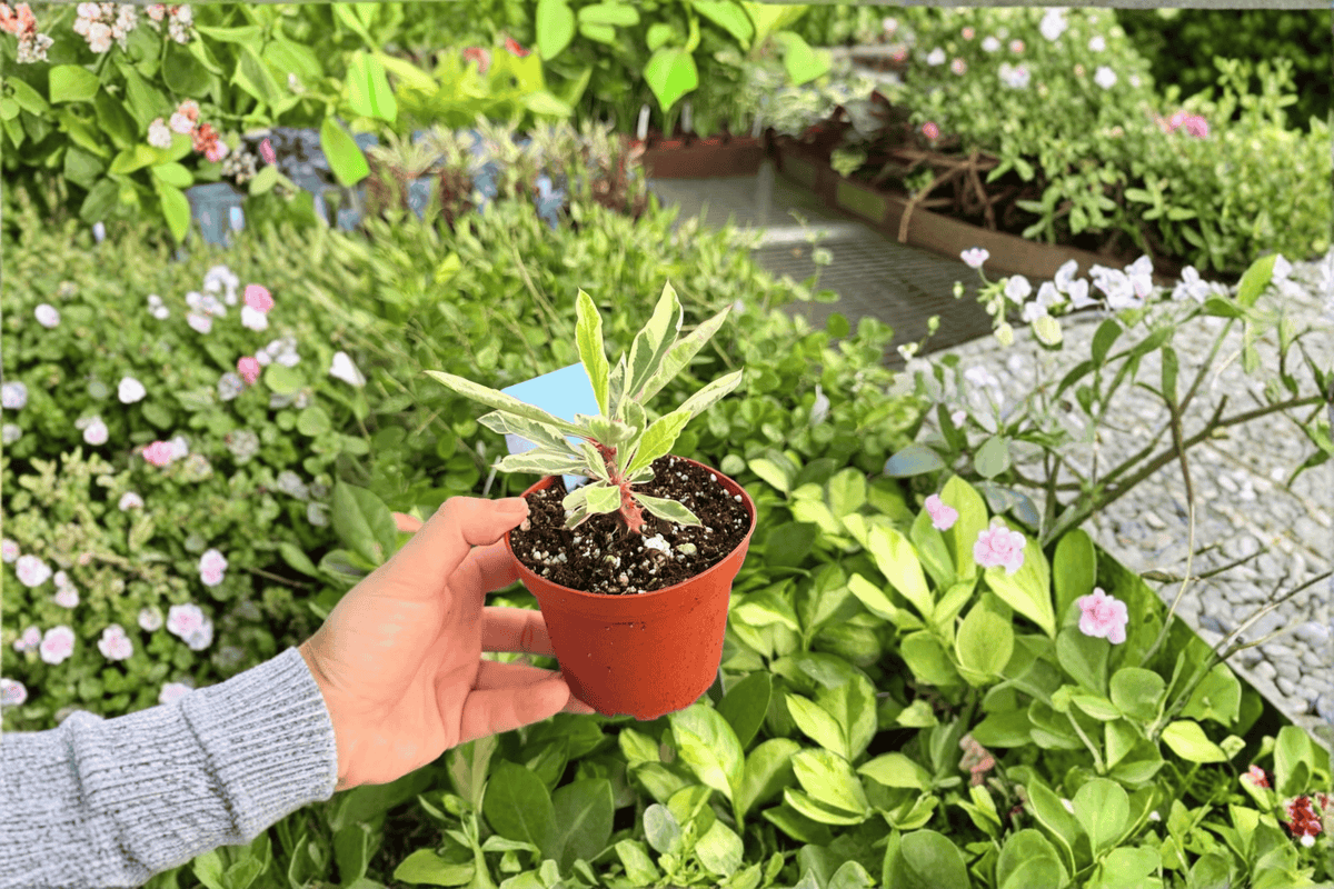 Variegated Crown of Thorns Euphorbia milii — 2 Live Plants in 4-Inch Pots