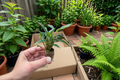 Calathea Misto Live Starter Plants – Bare Root with Soil Pod (2 plants)