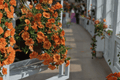 Lia Melon Million Bells Calibrachoa hybridea 4-Inch Live Plant