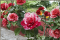 Scentimental Floribunda Rose Bush - 5 Gal Live Plant, Red and White Striped Floribunda Shrub