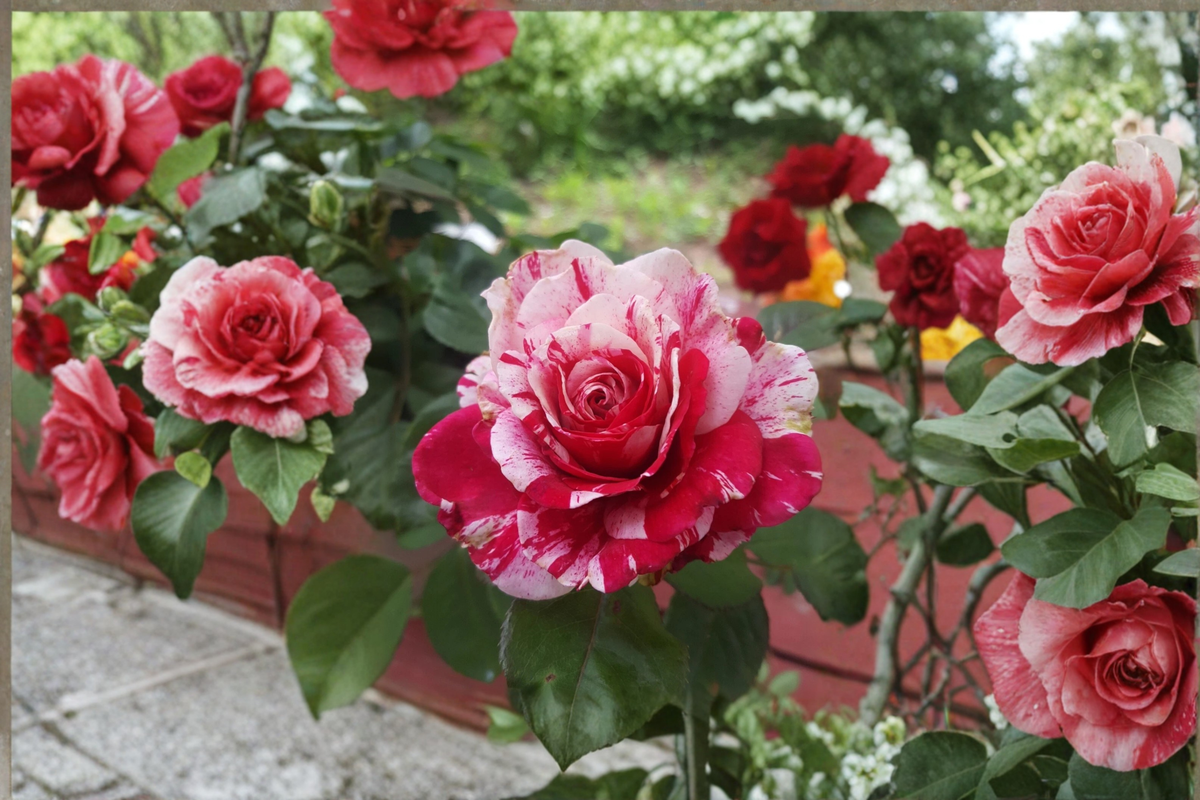 Scentimental Floribunda Rose Bush - 5 Gal Live Plant, Red and White Striped Floribunda Shrub