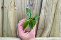 Philodendron Squamiferum - 2 Live Starter Plants (Soil Pod) Philodendron squamiferum