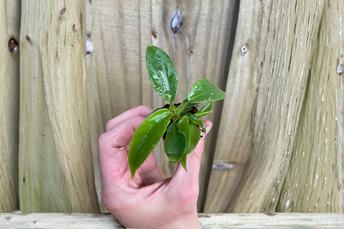 Philodendron Squamiferum - 2 Live Starter Plants (Soil Pod) Philodendron squamiferum