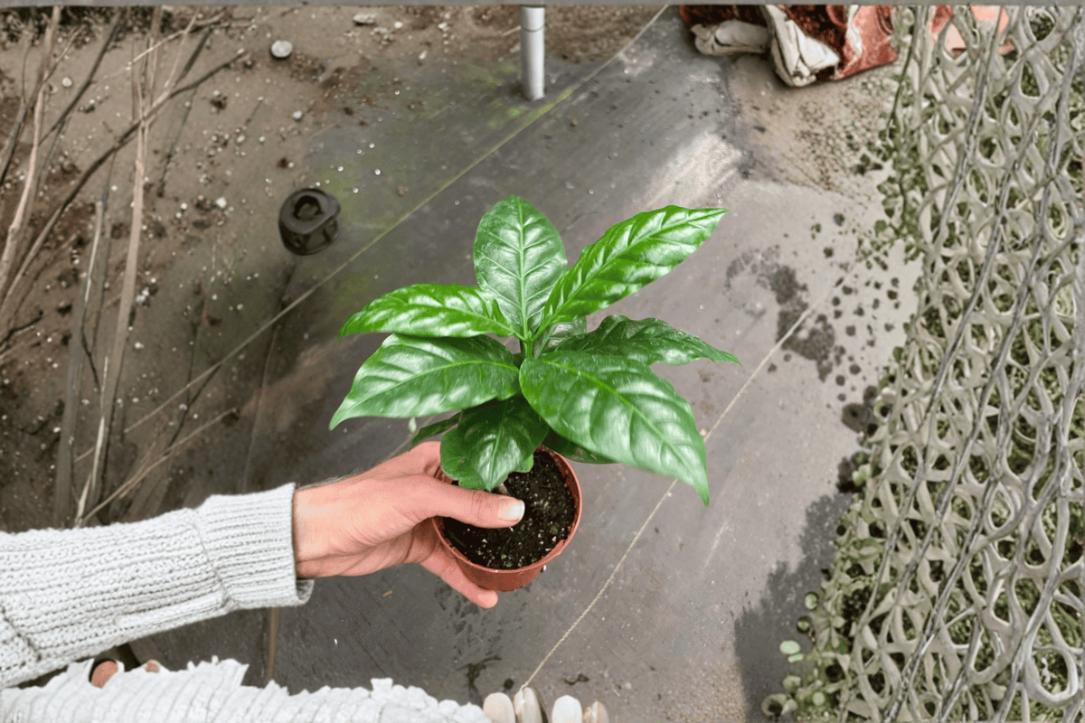 Arabica Coffee Live Plant (Coffea arabica) - 2 Bare Root Starter Plants
