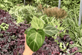 2x Anthurium Hoffmanii x Red HU Live Plants, 4-Inch Pots — Exact Plants