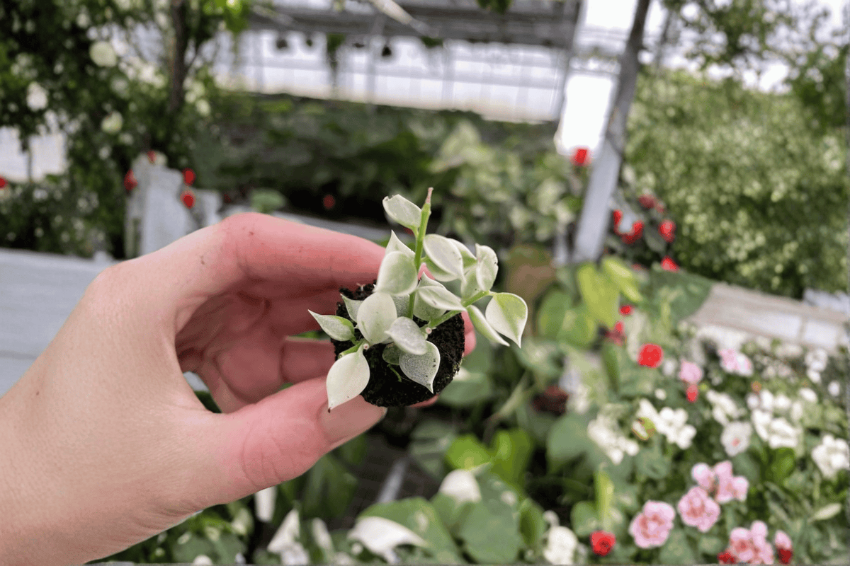 Variegated Million Hearts Plant Dischidia ruscifolia Starter Plants - 2 Live Bare Root