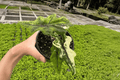 Alocasia 'Jacklyn Aurea' Tissue Culture Plants – 2 Live Starter Plants (Bare Root)