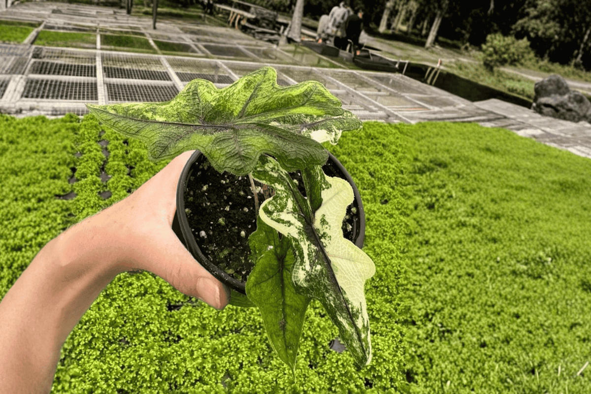 Alocasia 'Jacklyn Aurea' Tissue Culture Plants – 2 Live Starter Plants (Bare Root)