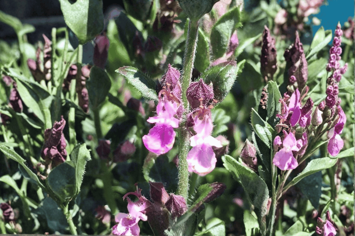 Dwarf Wall Germander Teucrium chamaedrys ‘Prostratum’ - 4-Inch Live Plant