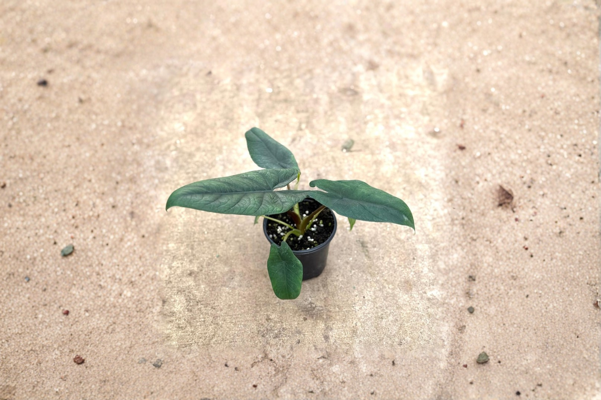 Alocasia Scalprum Live Plant - 4 Inch Potted Rooted Starter