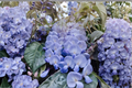 Blue Moon Wisteria Live Plant - 6–14 Inches Tall, Wisteria macrostachya 'Blue Moon' (Unrooted Starter Plant)