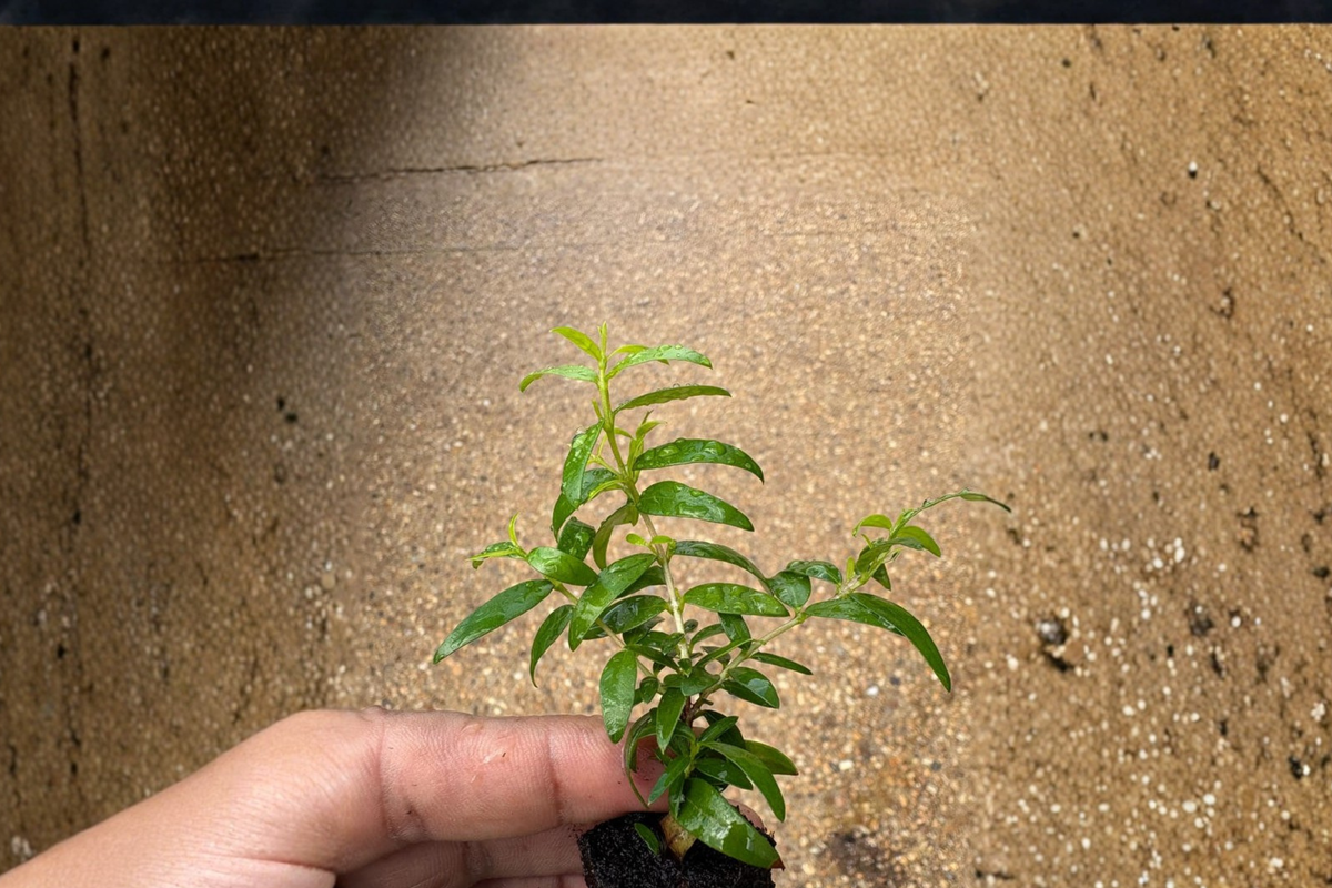 Green Myrtle (Myrtus communis) Live Plant - Evergreen Shrub with White Flowers