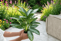 Aglaonema Silver Bay Live Plants - 2-Pack, 6-Inch Pot (Potted) or Bare-Root Pending Confirmation