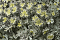 Cape Blanco Stonecrop Sedum spathulifolium ‘Cape Blanco’ – 4-Inch Live Plant