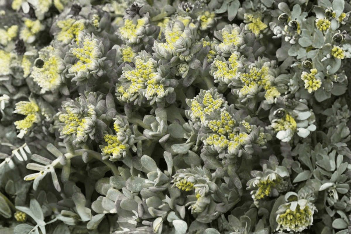 Cape Blanco Stonecrop Sedum spathulifolium ‘Cape Blanco’ – 4-Inch Live Plant