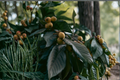 Sweet Japanese Loquat Live Fruit Tree – 15 Inches Tall – Eriobotrya japonica – Ships Without Pot