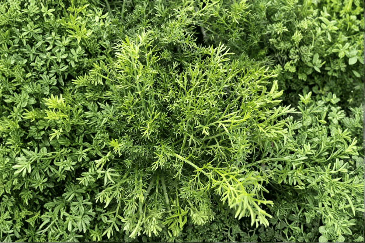Treneague Non-Flowering Chamomile (Chamaemelum nobile 'Treneague') - 4-Inch Pot - 1 Live Plant