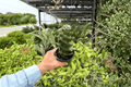 2 Spiral Cactus Cereus forbesii 'Spiralis' Live Plants in 4-Inch Pots
