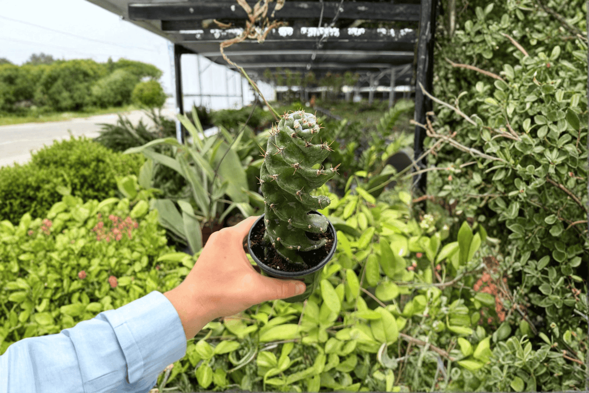 2 Spiral Cactus Cereus forbesii 'Spiralis' Live Plants in 4-Inch Pots