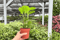 Peperomia Lemon Lime 2 Live Plants in 4-Inch Pots – Peperomia Cultivar