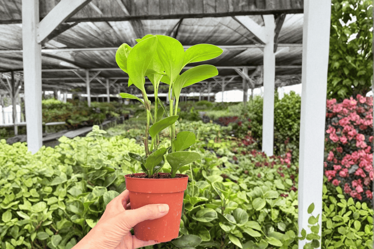 Peperomia Lemon Lime 2 Live Plants in 4-Inch Pots – Peperomia Cultivar