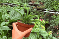 Rhipsalis sulcata - 2 Exact Live Plants in 4