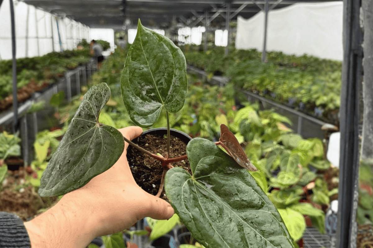 Anthurium Black Sweet × Dresslerii — 2 Bare-Root Live Plants, 4-Inch Pot Size