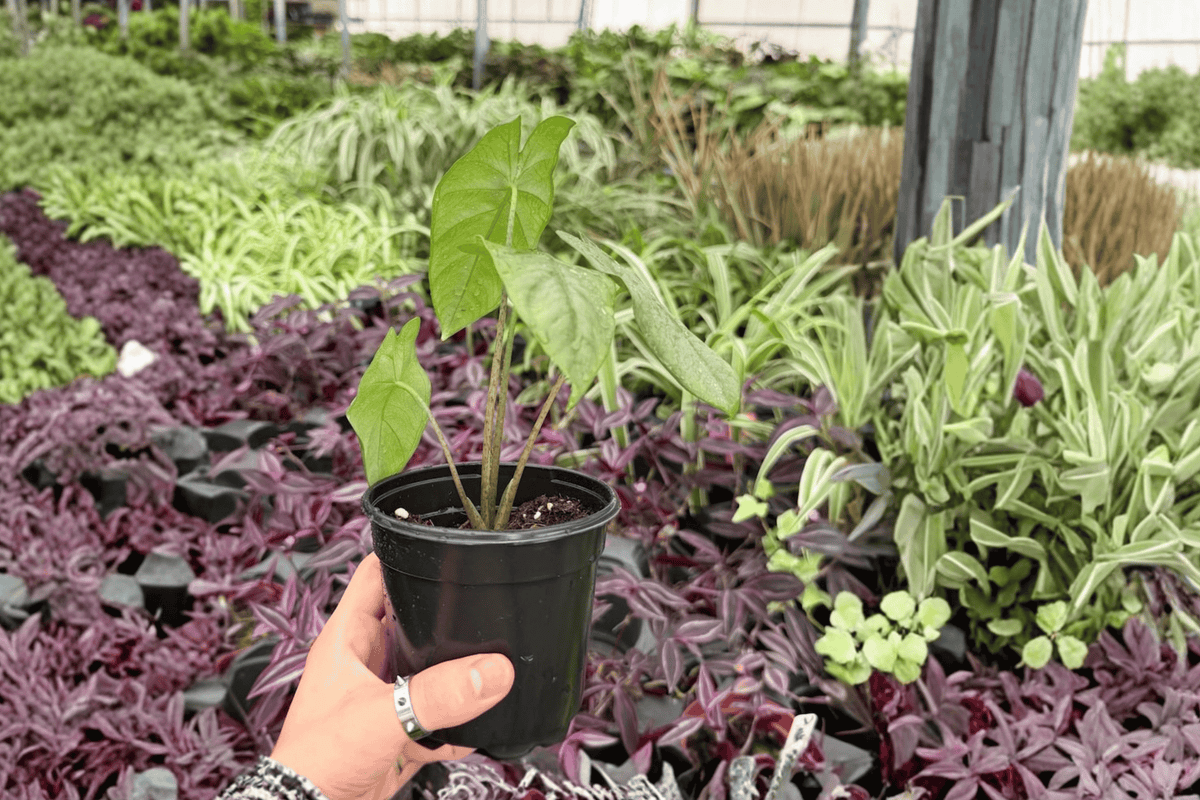 Alocasia Corazon - 2 Live Plants in 4-Inch Pots | Potted, Exact Plants