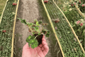 Begonia Unique Starter Plants (2) Bare Root | 2-Inch Pots