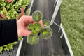 Sargeant Pepper African Violet Starter Plants (2) – Streptocarpus ionanthus