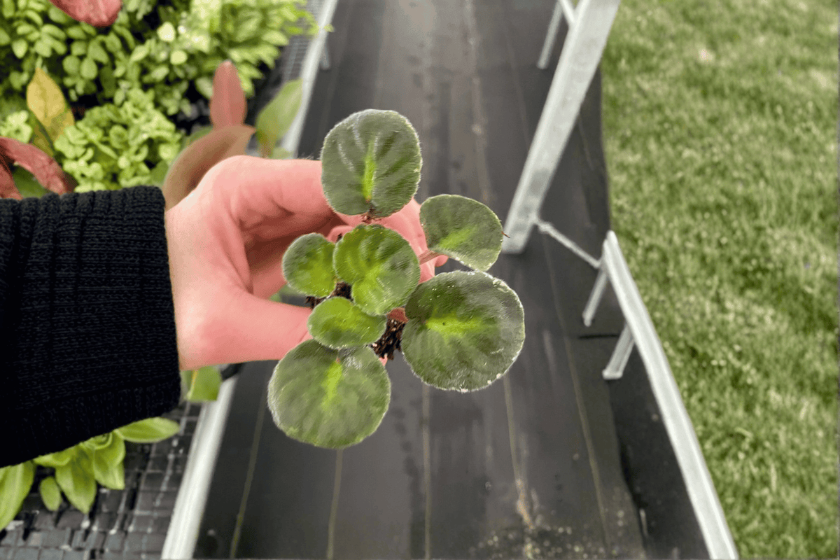 Sargeant Pepper African Violet Starter Plants (2) – Streptocarpus ionanthus