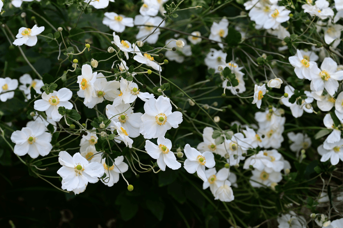 Honorine Jobert Japanese Anemone - 1 Live Plant in 4-Inch Pot