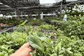 Alocasia Platinum Bisma Starter Plants (2) | Plug - Exact Plants
