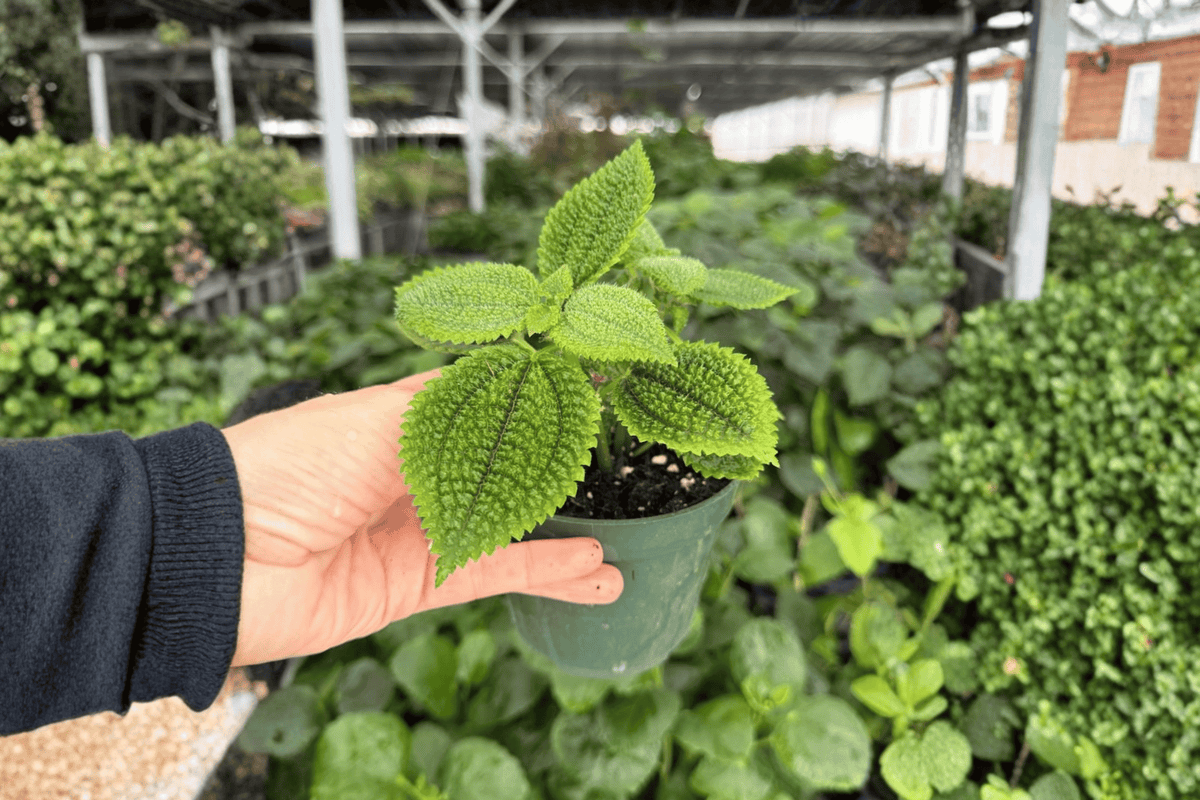 Moon Valley Pilea (Pilea involucrata 'Moon Valley') - 2 Exact Live Plants in 4-Inch Pots