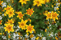 Bidens ferulifolia 'Blazing Star' Beggarticks — 4-Inch Live Plant