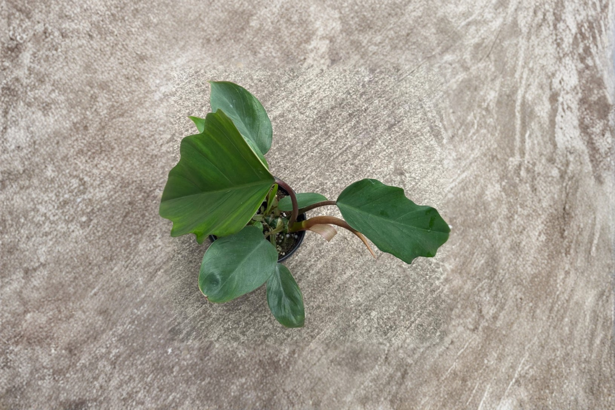 Philodendron Hope (Selloum) Live Plant • 4 Inch Grower Pot