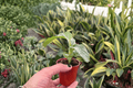 Calathea Orbifolia Starter Plants (Goeppertia orbifolia) – 2 Starter Plants in 2-Inch Pots