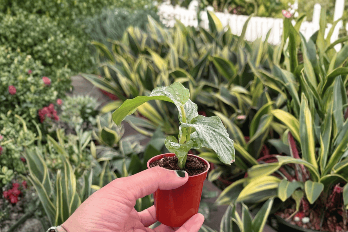 Calathea Orbifolia Starter Plants (Goeppertia orbifolia) – 2 Starter Plants in 2-Inch Pots
