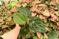 Anthurium Hoffmanii x Crystallinum - 2 Exact Live Plants in 4-Inch Pots