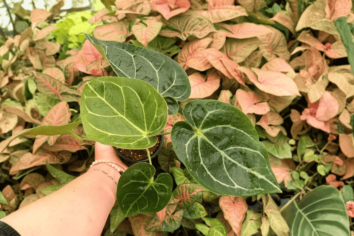 Anthurium Hoffmanii x Crystallinum - 2 Exact Live Plants in 4-Inch Pots