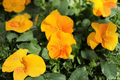 Halo Golden Yellow Horned Violet Viola cornuta 4-Inch Pot Live Plant