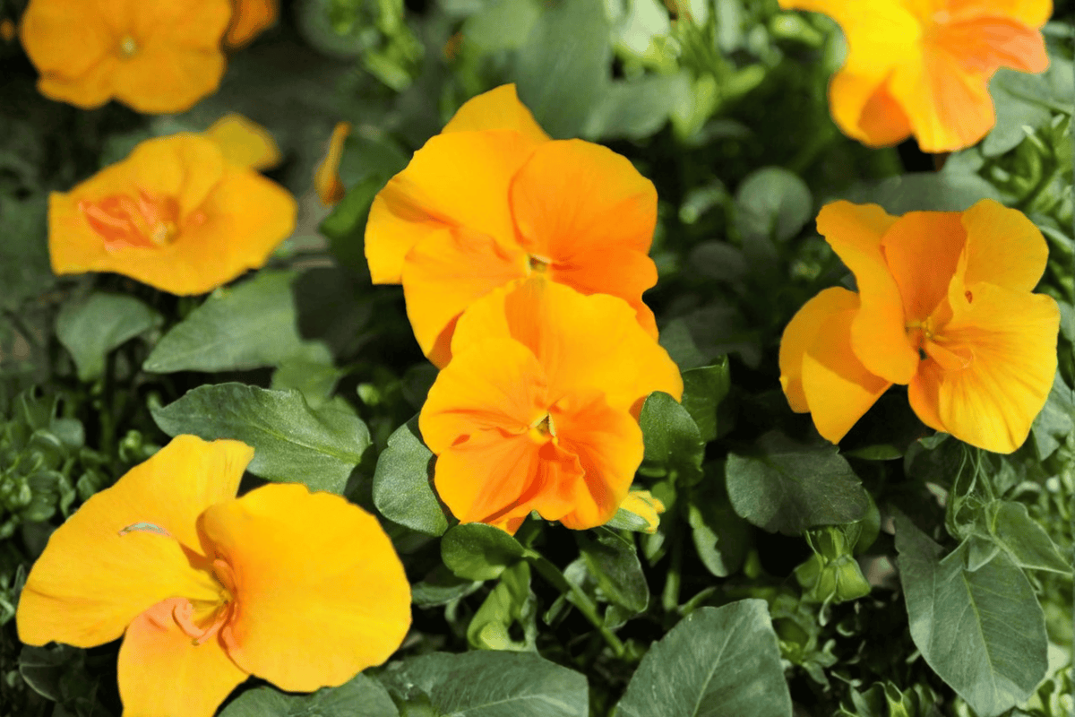 Halo Golden Yellow Horned Violet Viola cornuta 4-Inch Pot Live Plant