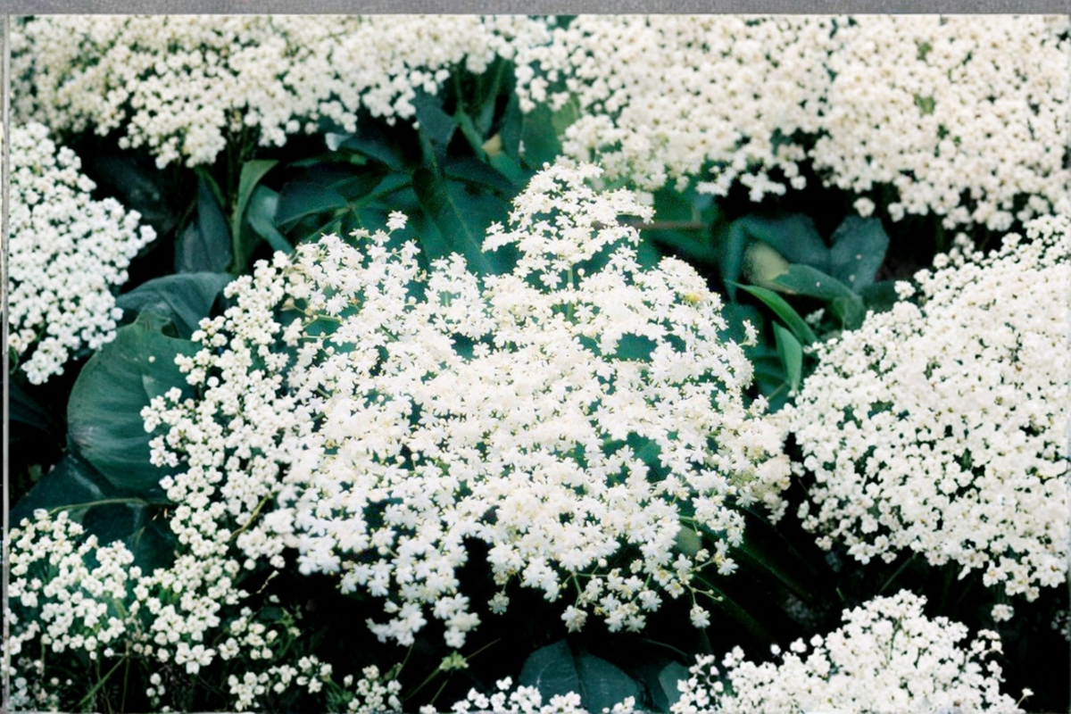 Bob Gordon Elderberry Live Plant - 1 Gallon Sambucus canadensis Fruiting Shrub