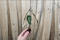 Alocasia Amazonica Dwarf Starter Plants (2) Bare Root