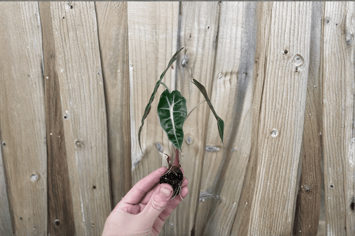 Alocasia Amazonica Dwarf Starter Plants (2) Bare Root