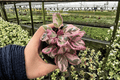 Hemigraphis alternata 'Variegata' Pink Variegated Purple Waffle Plant - 2 Live Plants in 4-Inch Pots
