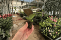 Ficus Sophia 2 Live Starter Plants | Ficus elastica ‘Sophia’